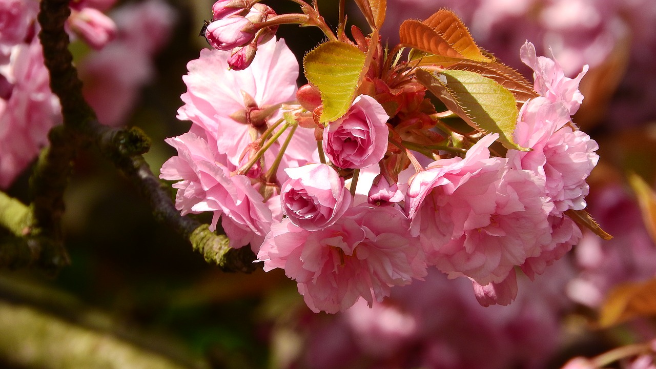 sakura flower sakura pink flower free photo