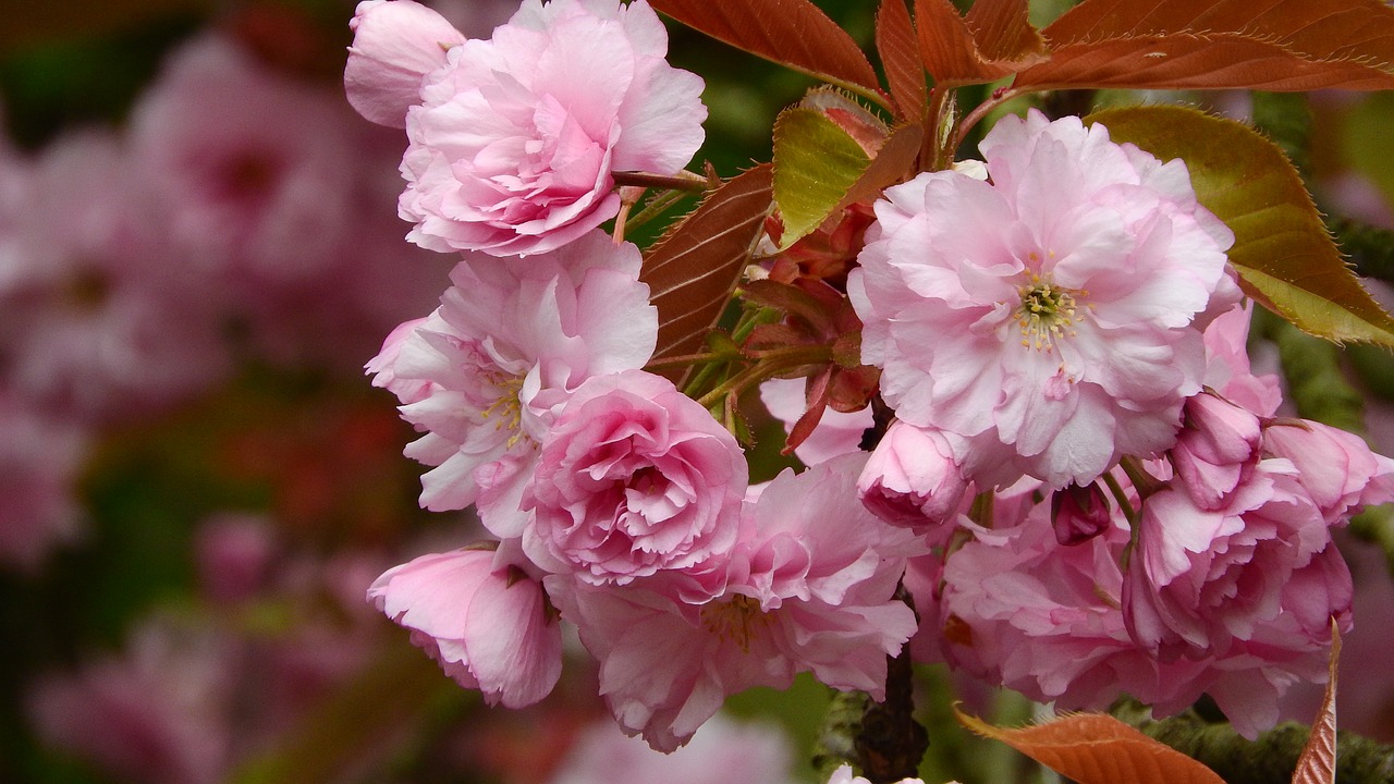 sakura flower sakura pink flower free photo