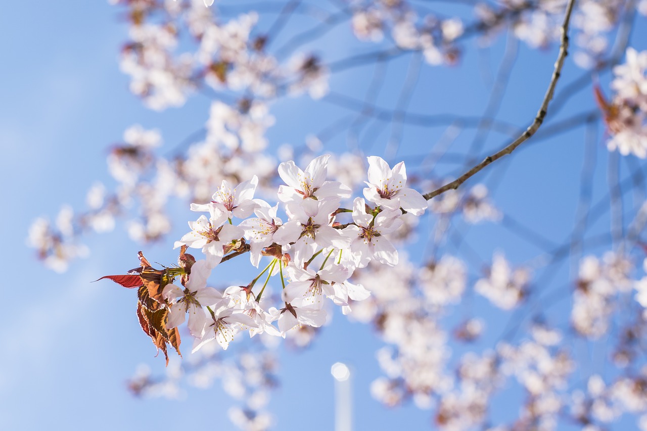 sakura cherry tree cherry free photo