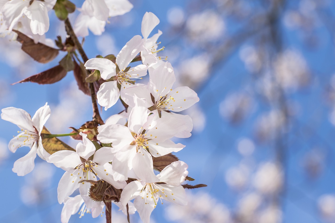 sakura cherry tree cherry free photo