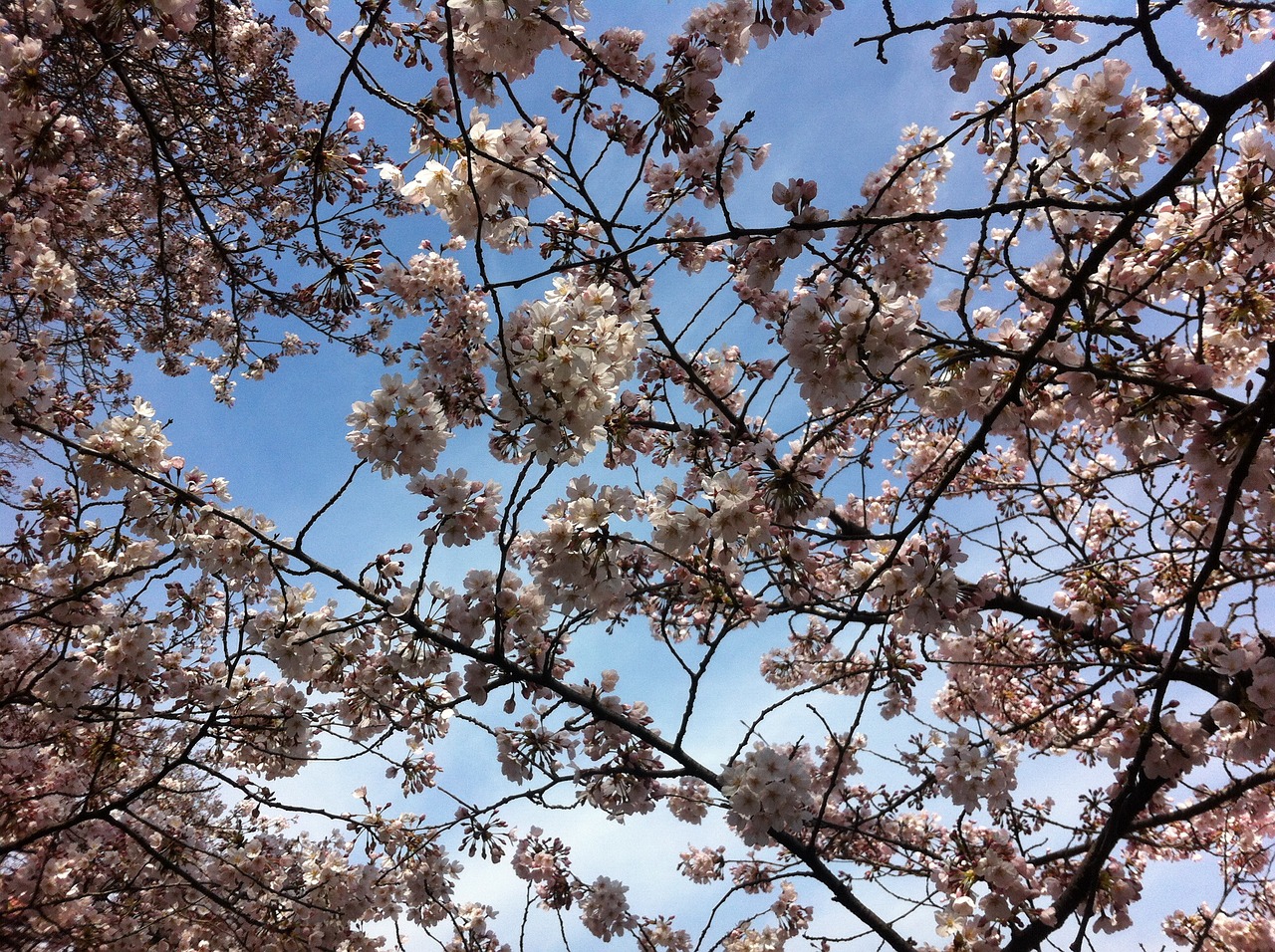 sakura sky spring free photo