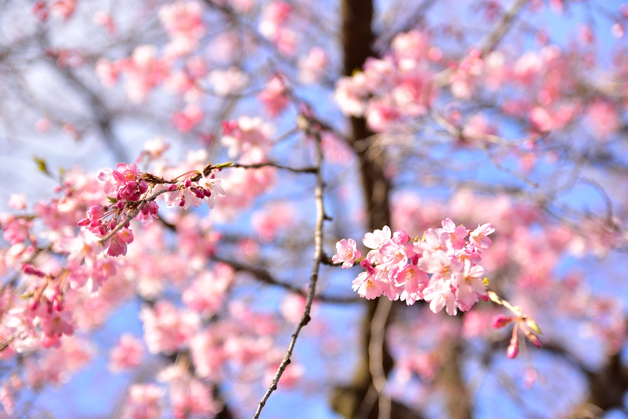 sakura tokyo japan free photo