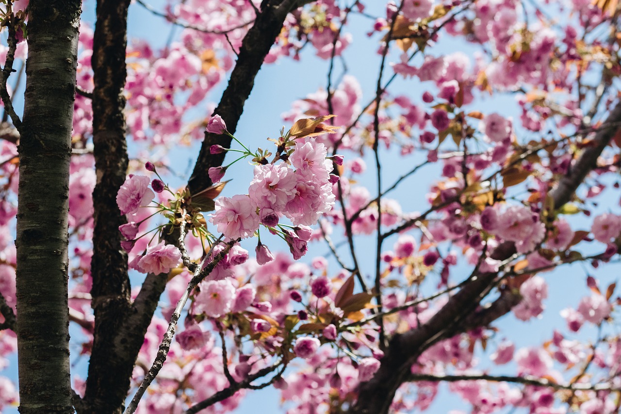 sakura flower pink flower free photo