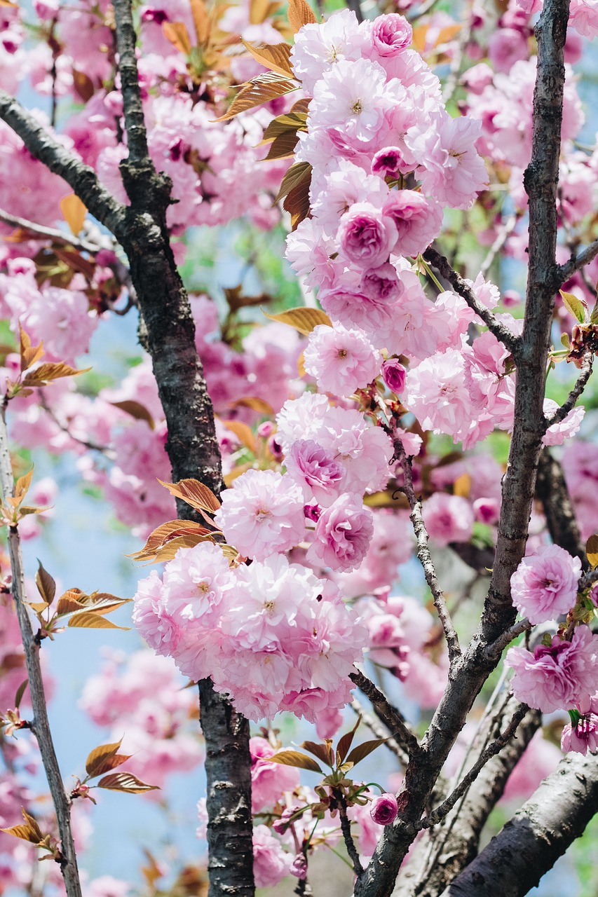 sakura flower cherry flowers free photo