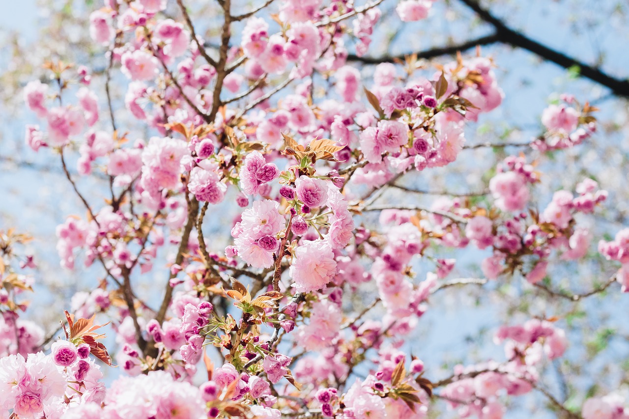 sakura flower cherry flowers free photo