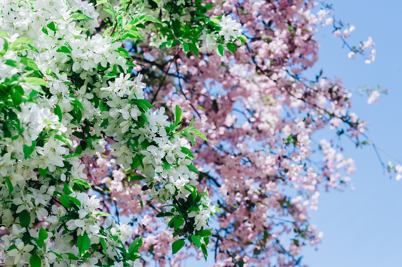 sakura flower cherry flowers free photo