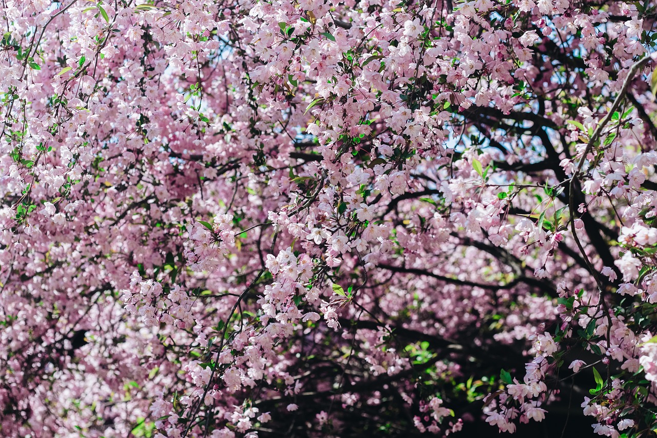 sakura flower cherry flowers free photo