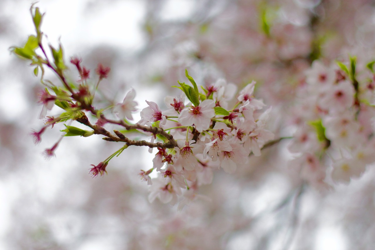 sakura japan flower free photo