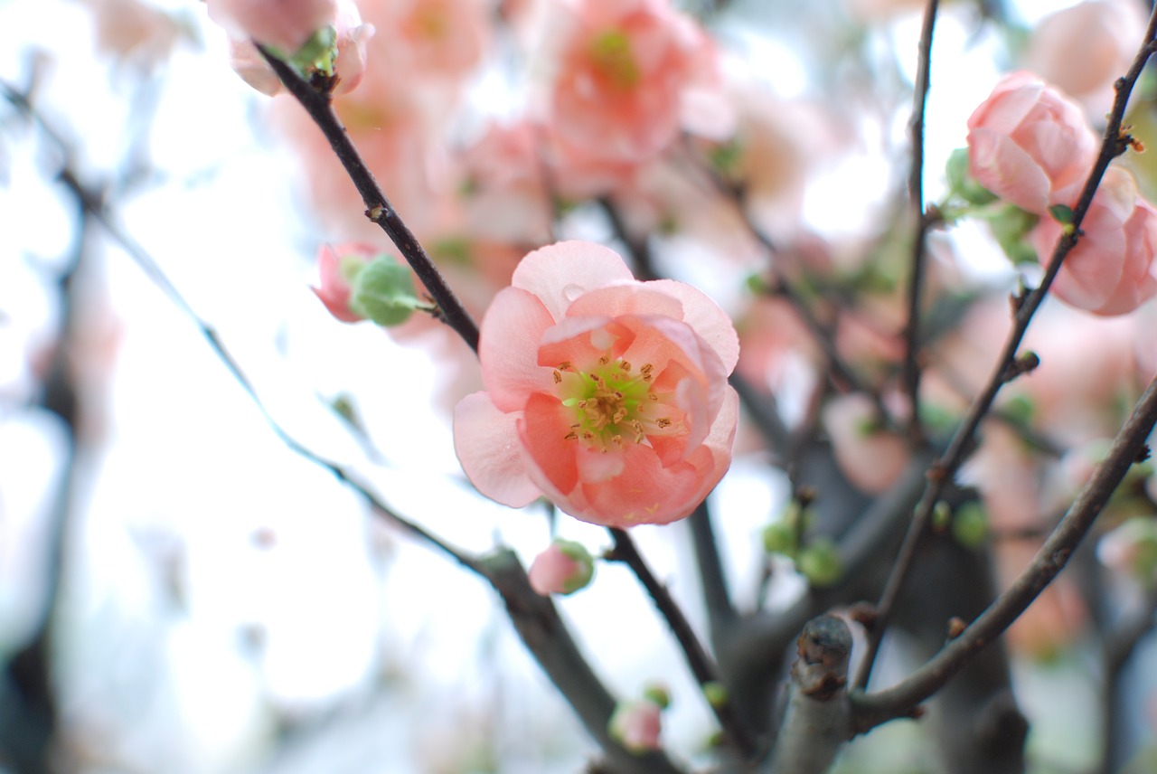 sakura flowers cherry blossom free photo