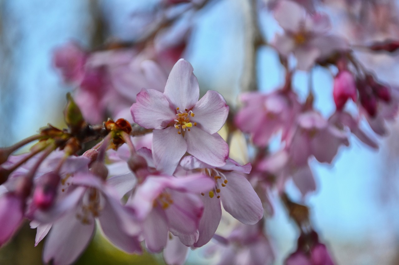 sakura flower pink free photo