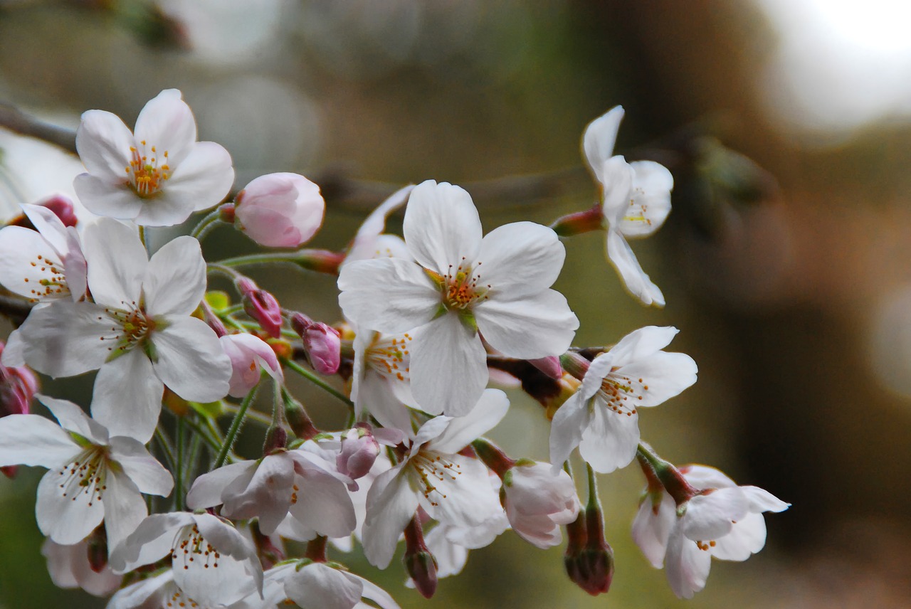 sakura flower pink free photo