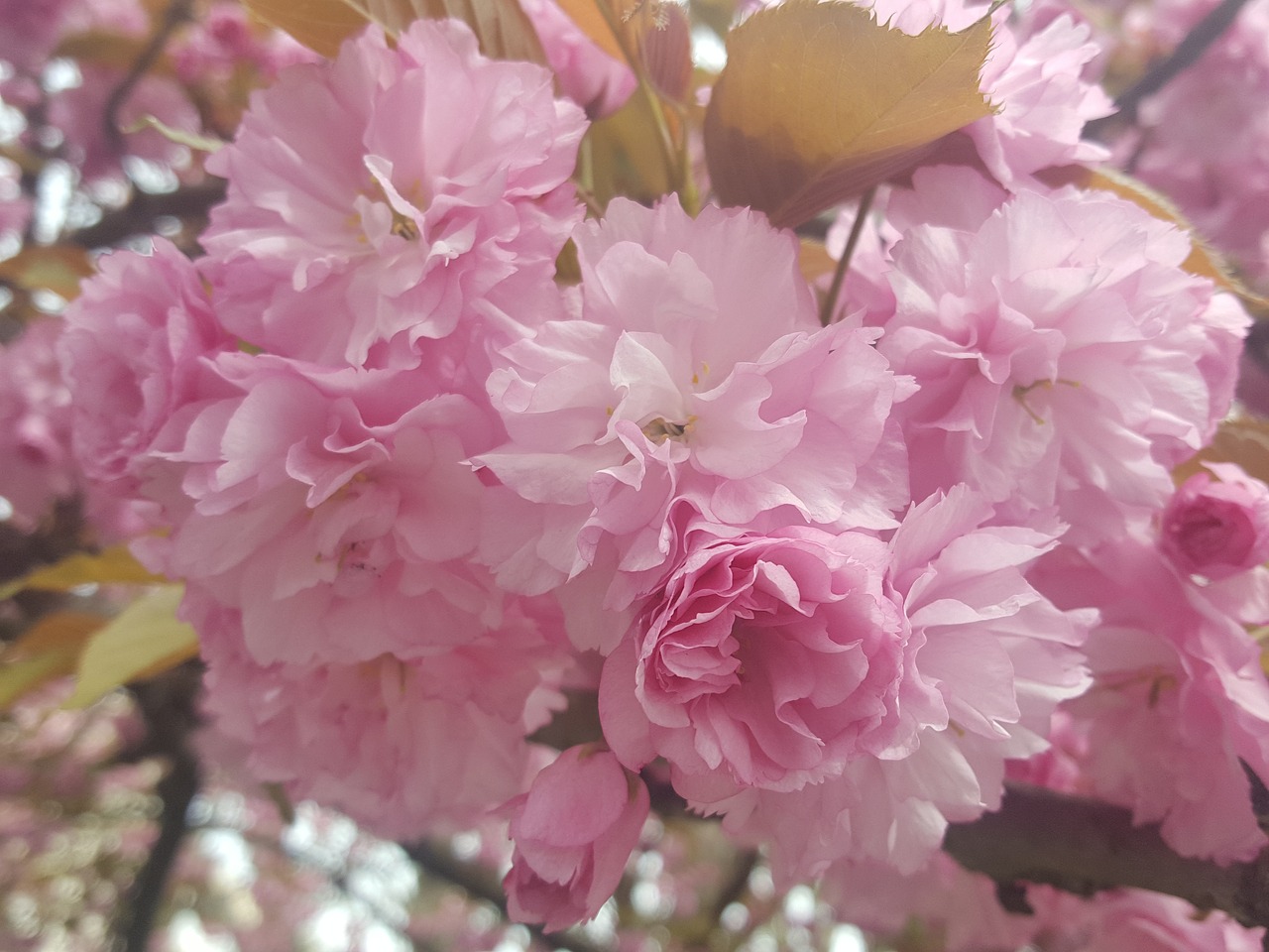 sakura flower japanese free photo