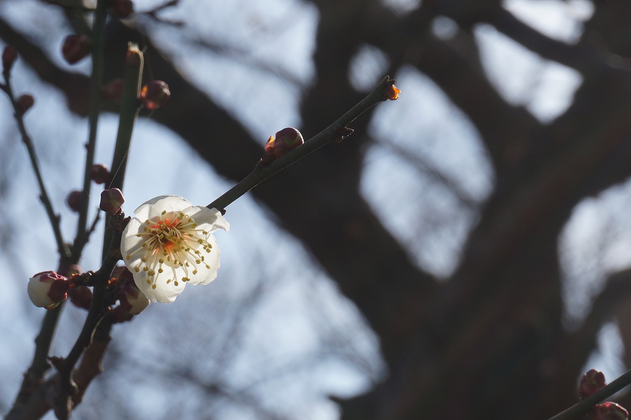 sakura cherry blossom branch free photo