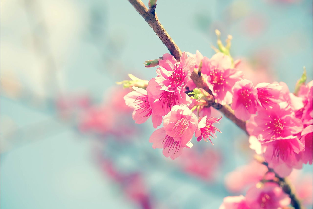 sakura cherry blossom flower free photo