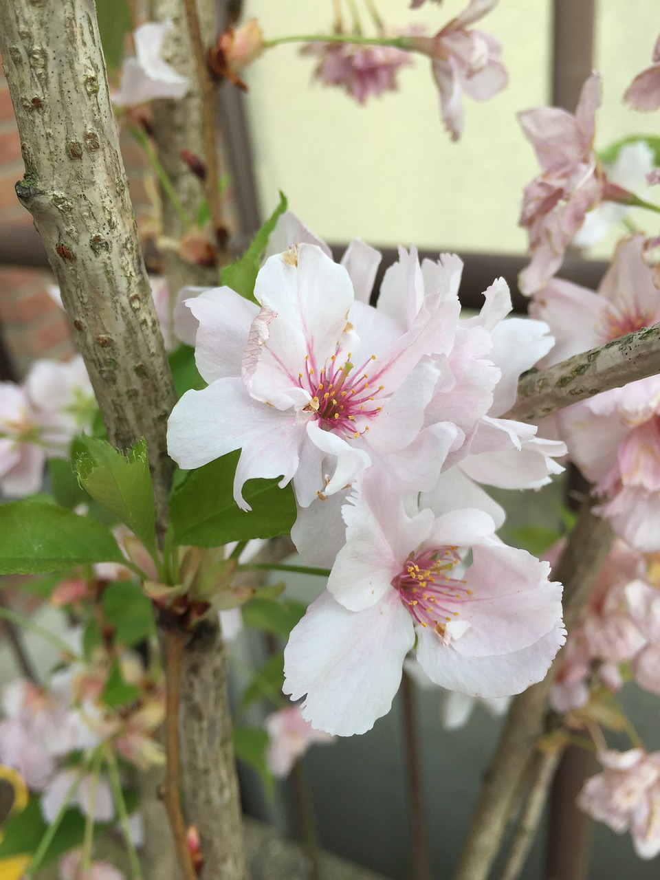 sakura cherry blossom japan free photo