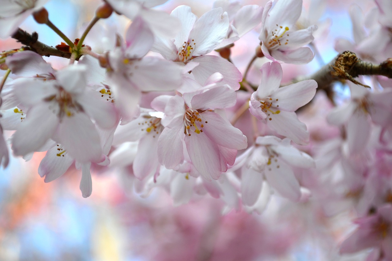 sakura chery blossom flowers free photo