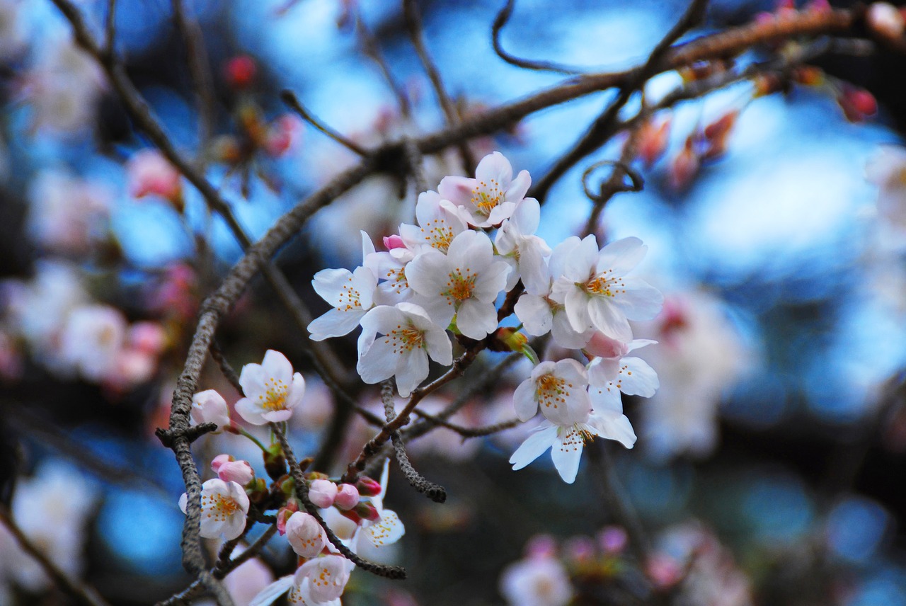 sakura chery blossom flowers free photo