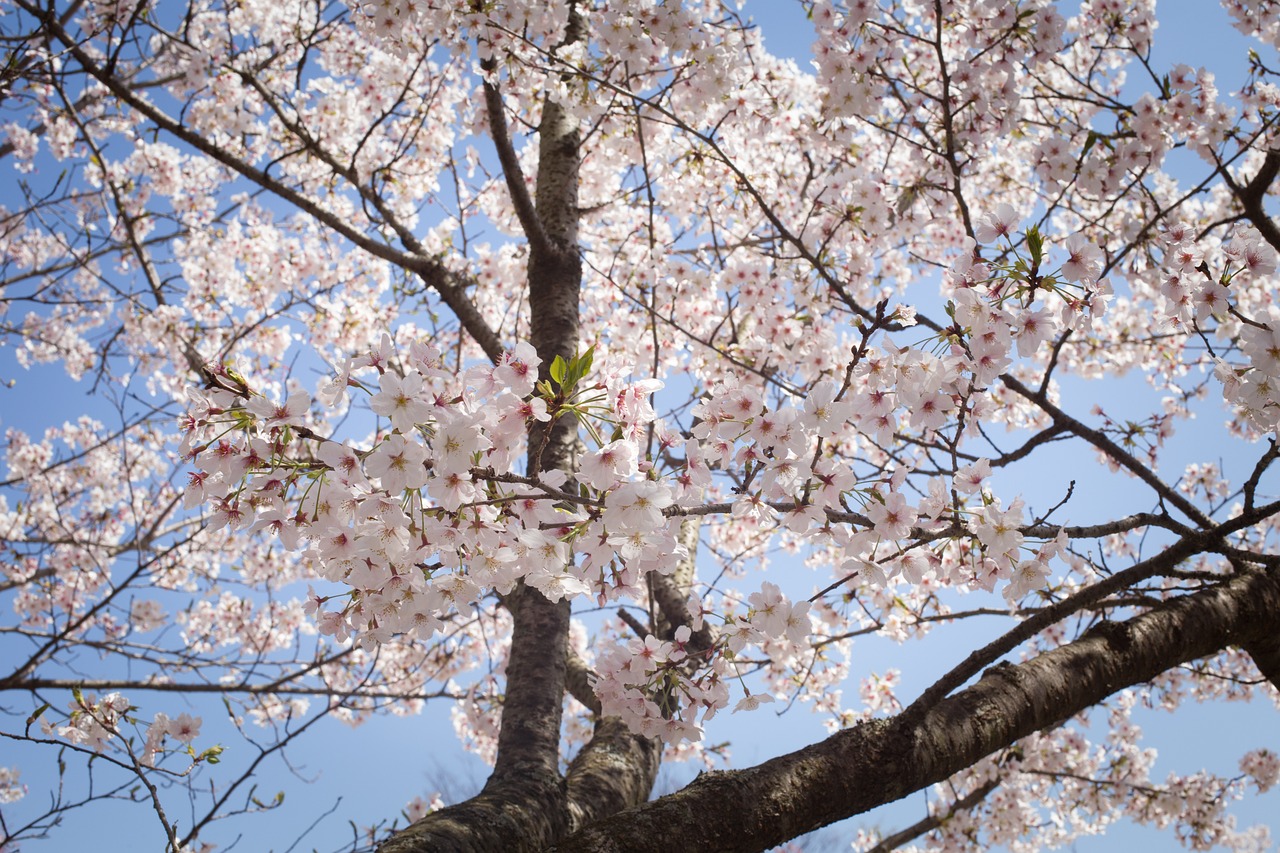 sakura japan spring free photo