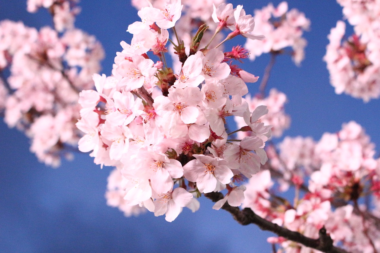sakura  cherry blossom  quarter free photo
