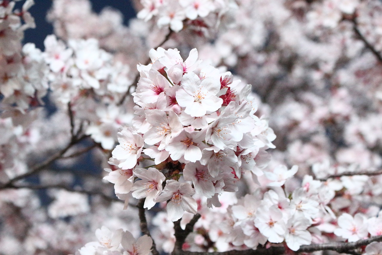 sakura  cherry blossom  cherry tree free photo