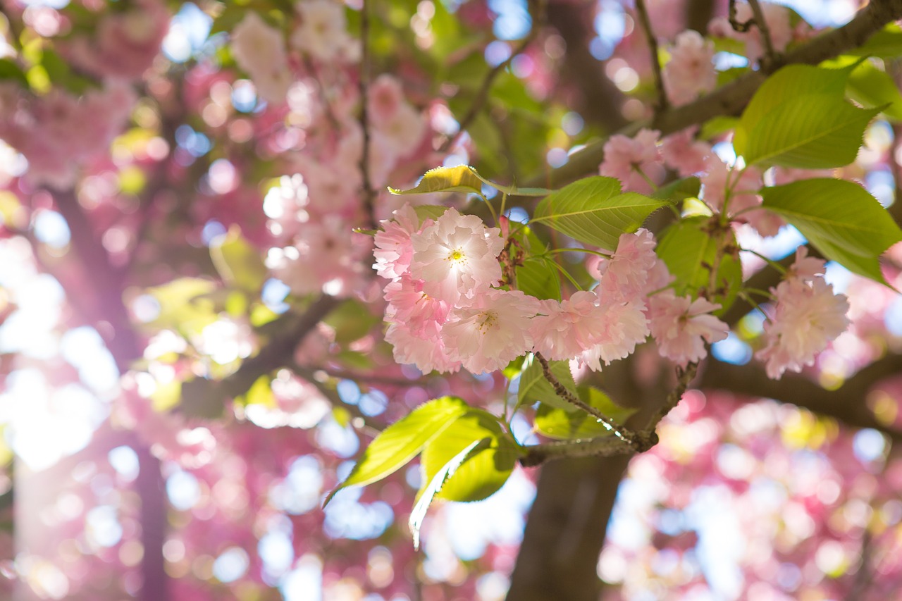 sakura  flower  tree free photo