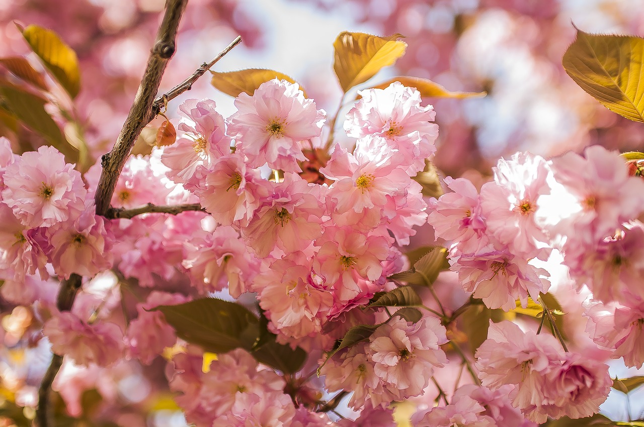 sakura  cherry free pictures free photo