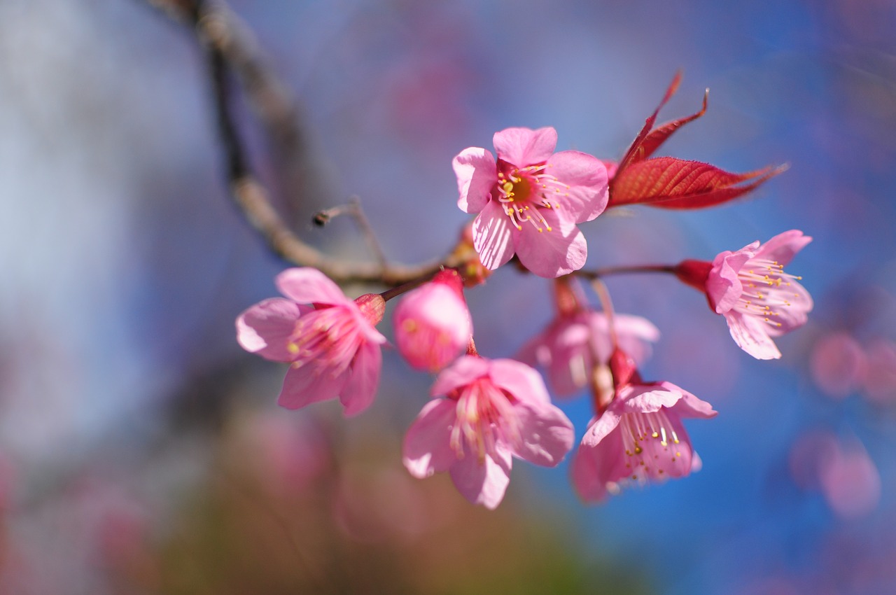 sakura  tiger flowers  flowers free photo