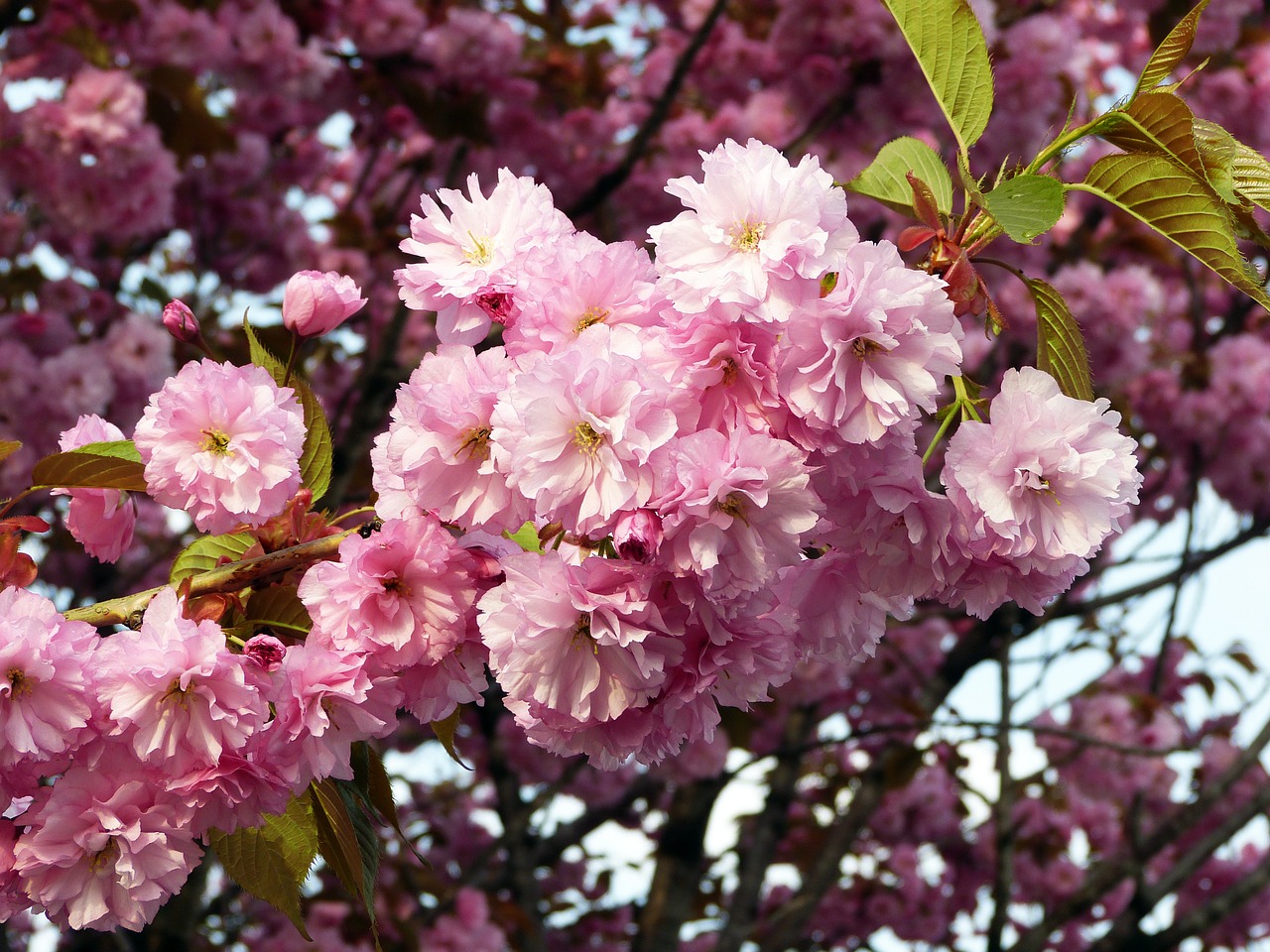 sakura spring flowers free photo