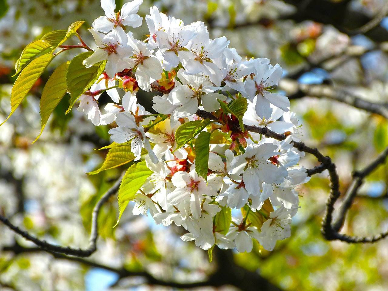 sakura spring flowers free photo