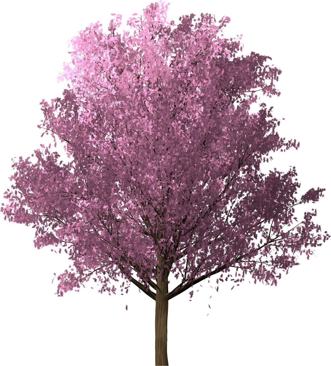 Розовое дерево без листьев. Черри блоссом Gyu. Сакура рендер дерево. Цветущие деревья на прозрачном фоне. Красивое дерево на прозрачном фоне.