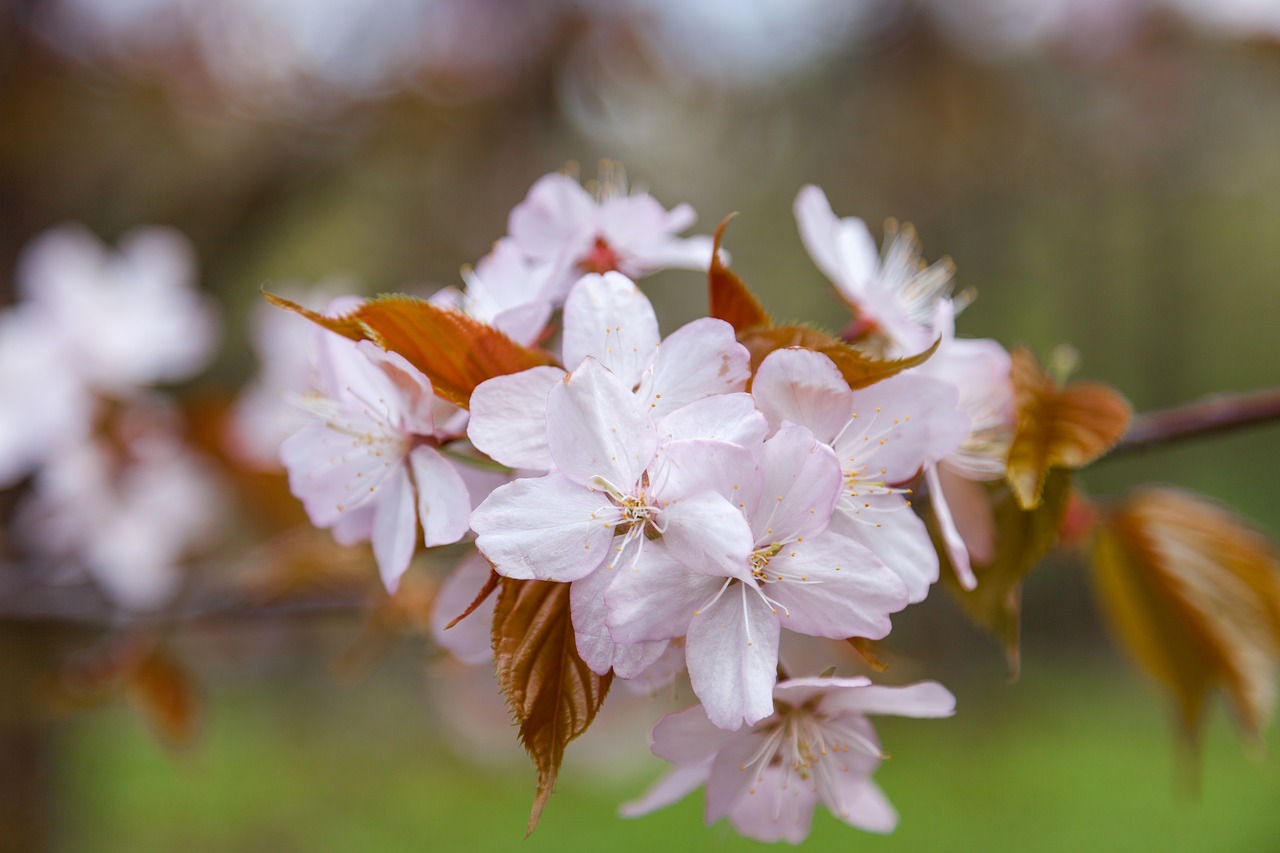 sakura  pink  bloom free photo