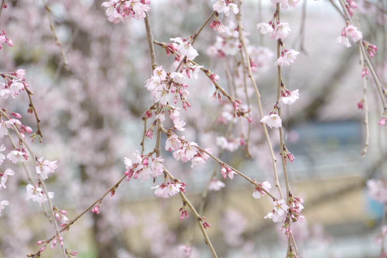 sakura  cherry blossoms  kyoto free photo