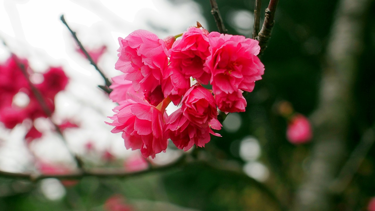 sakura  flower  cherry blossoms free photo