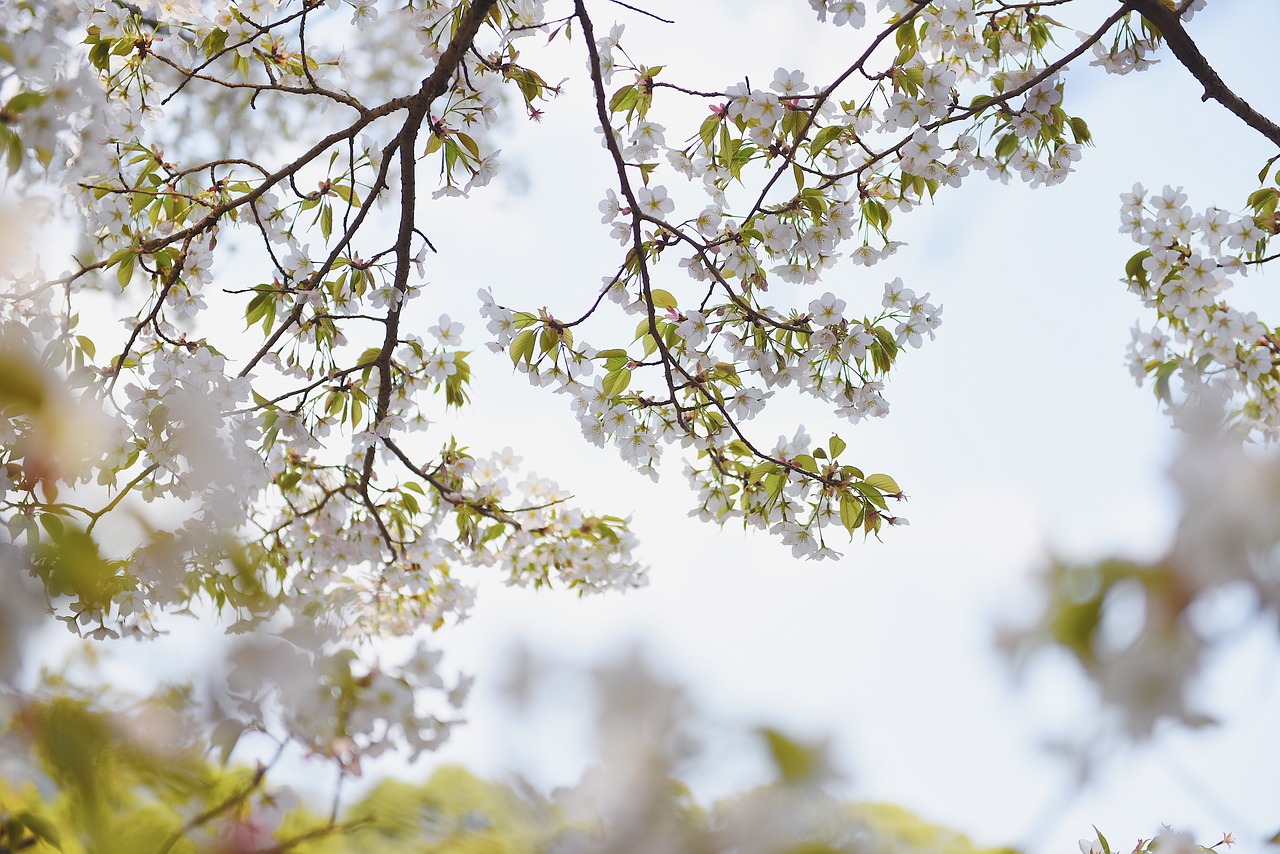 sakura  sky  spring free photo