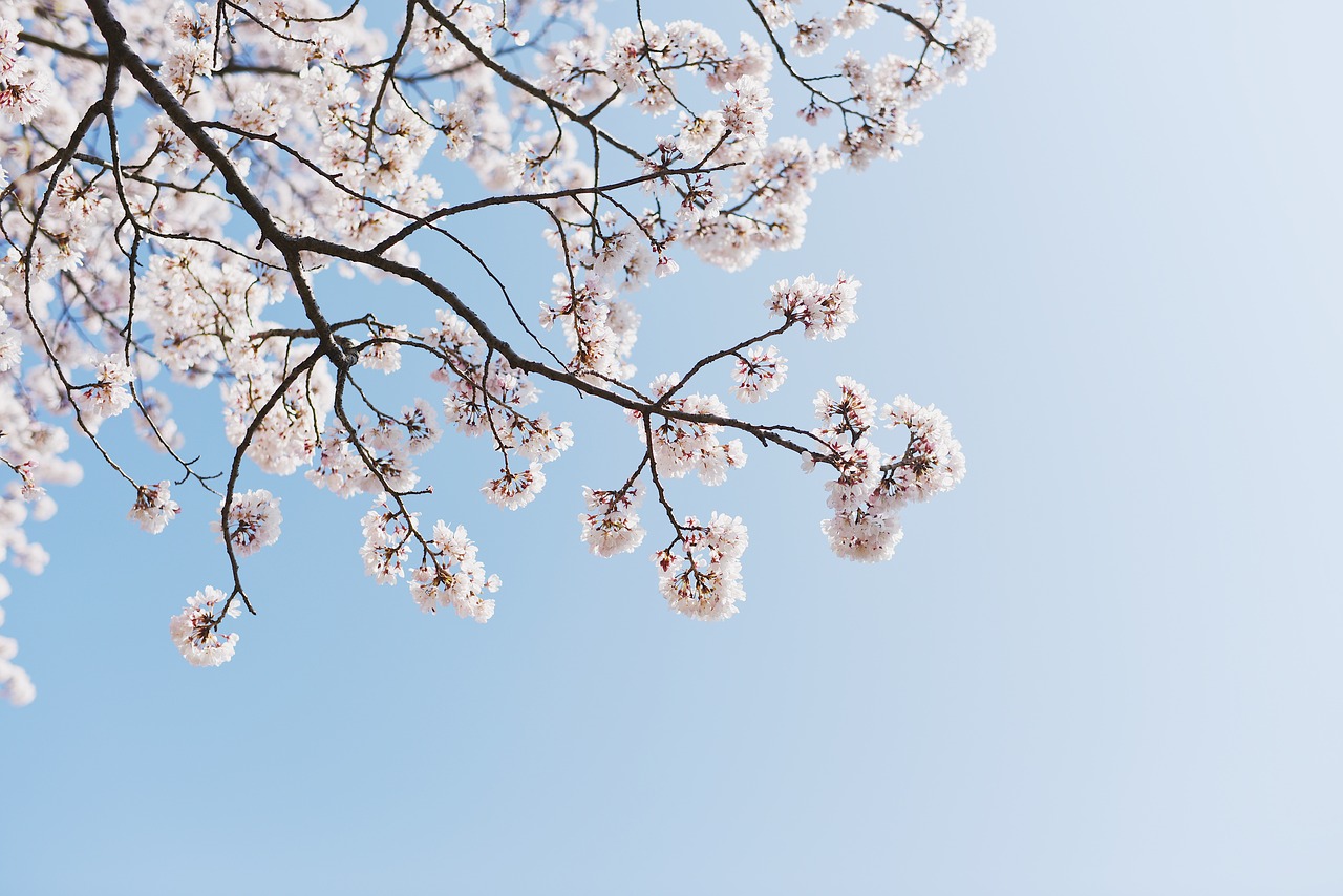 sakura  sky  spring free photo