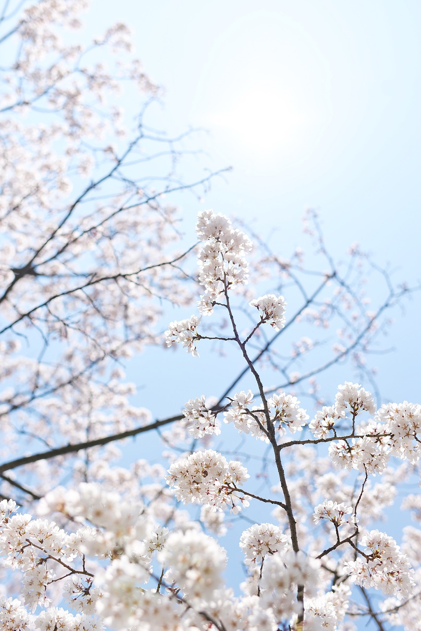 sakura  sky  spring free photo