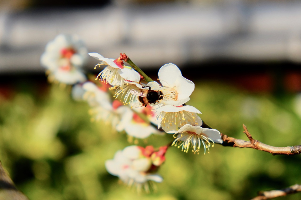 sakura  bee  spring free photo