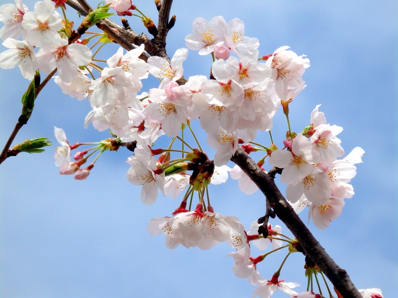 sakura  pink  spring free photo