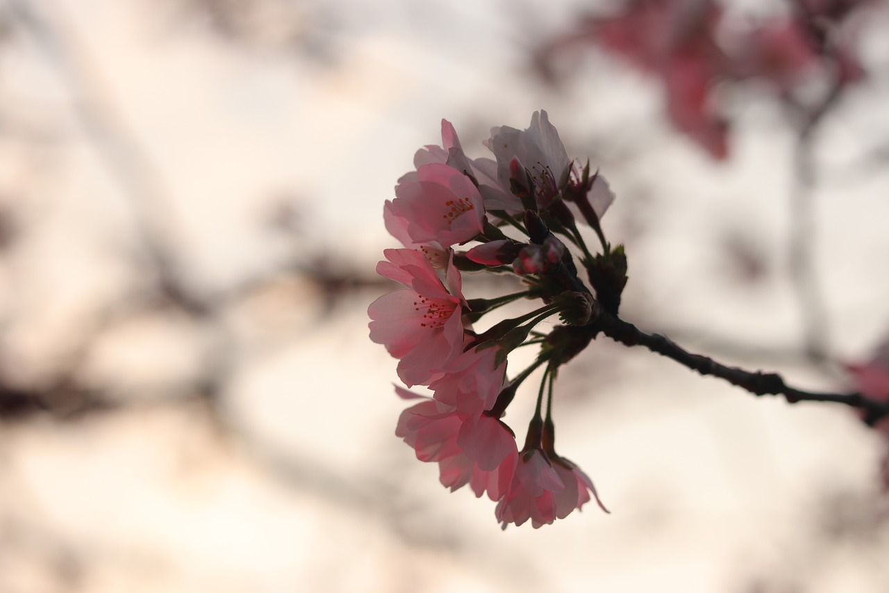 sakura  cherry blossom  wuhan east lake free photo