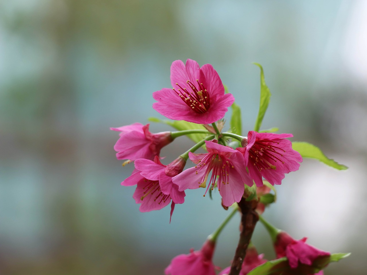 sakura  spring  pink free photo