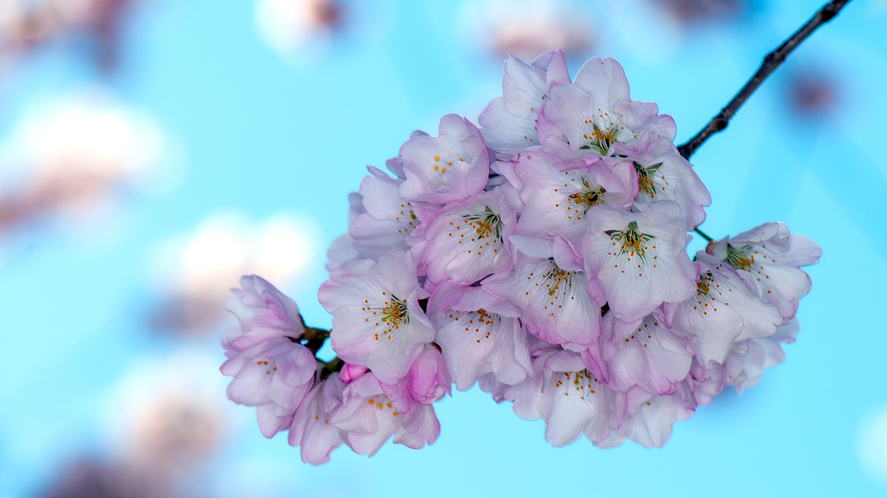 sakura  cherry blossoms  washington dc free photo