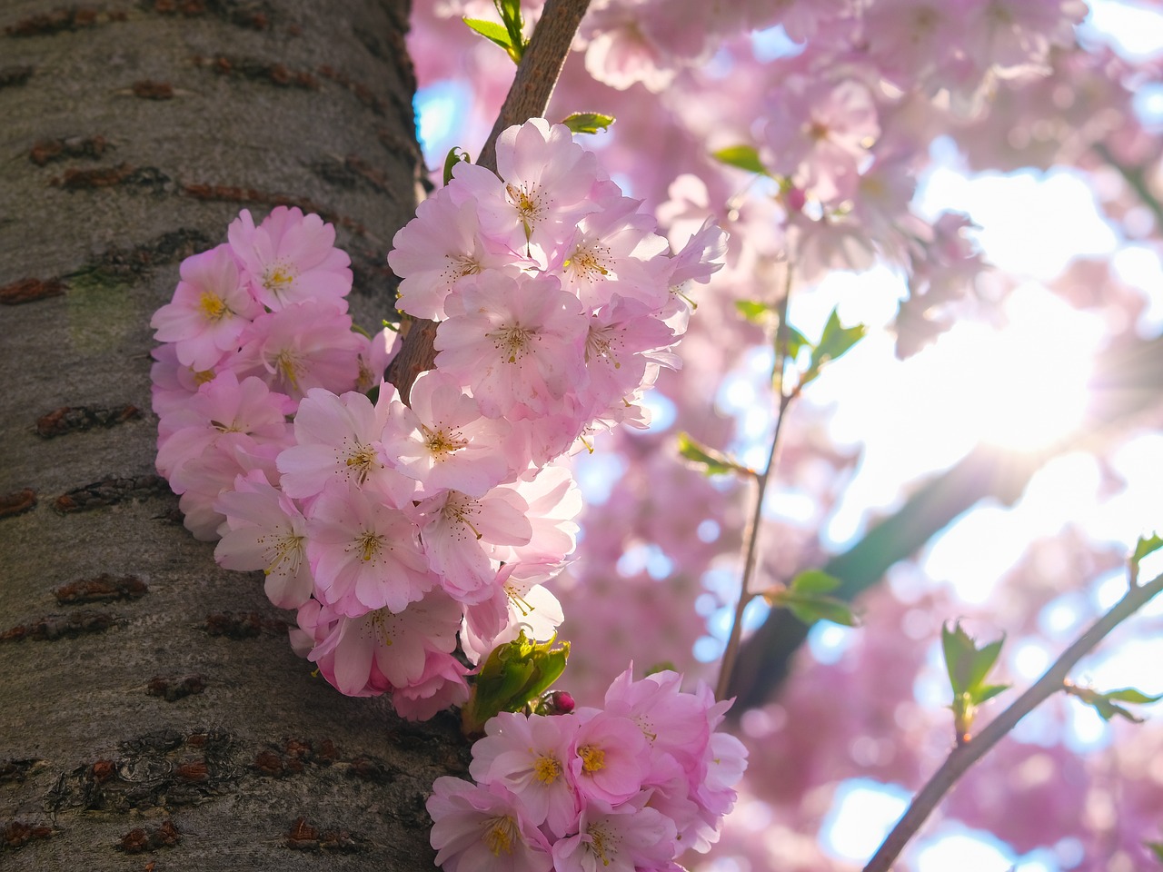 sakura  cherry  blossom free photo