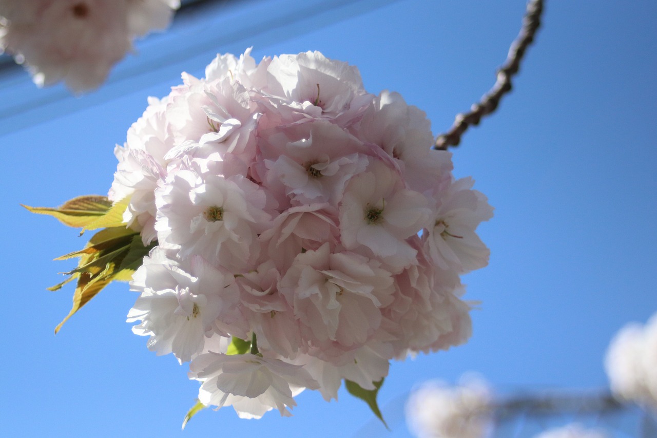 sakura  spring  bloom free photo