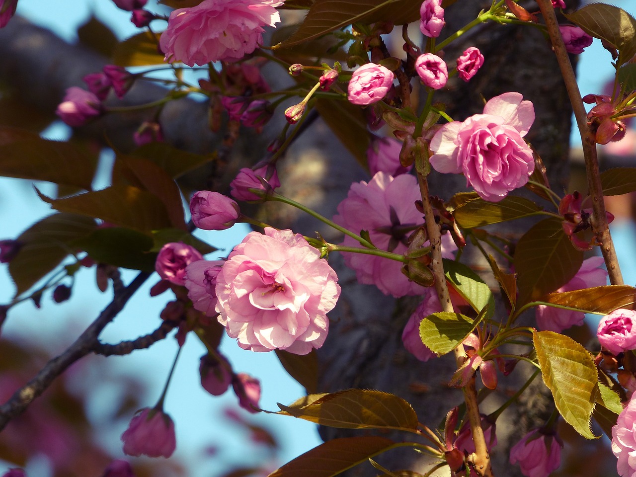 sakura  bloom  spring free photo