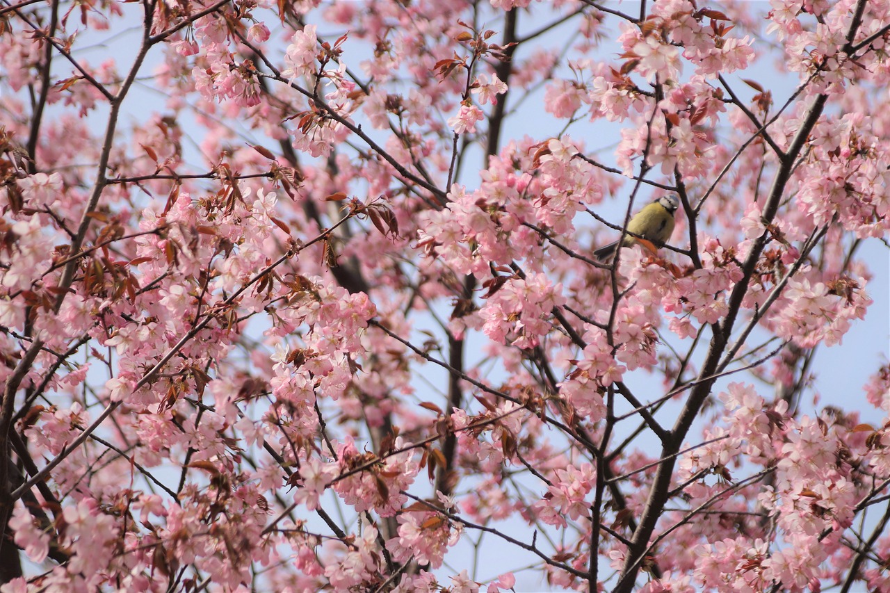 sakura  cherry  pink free photo