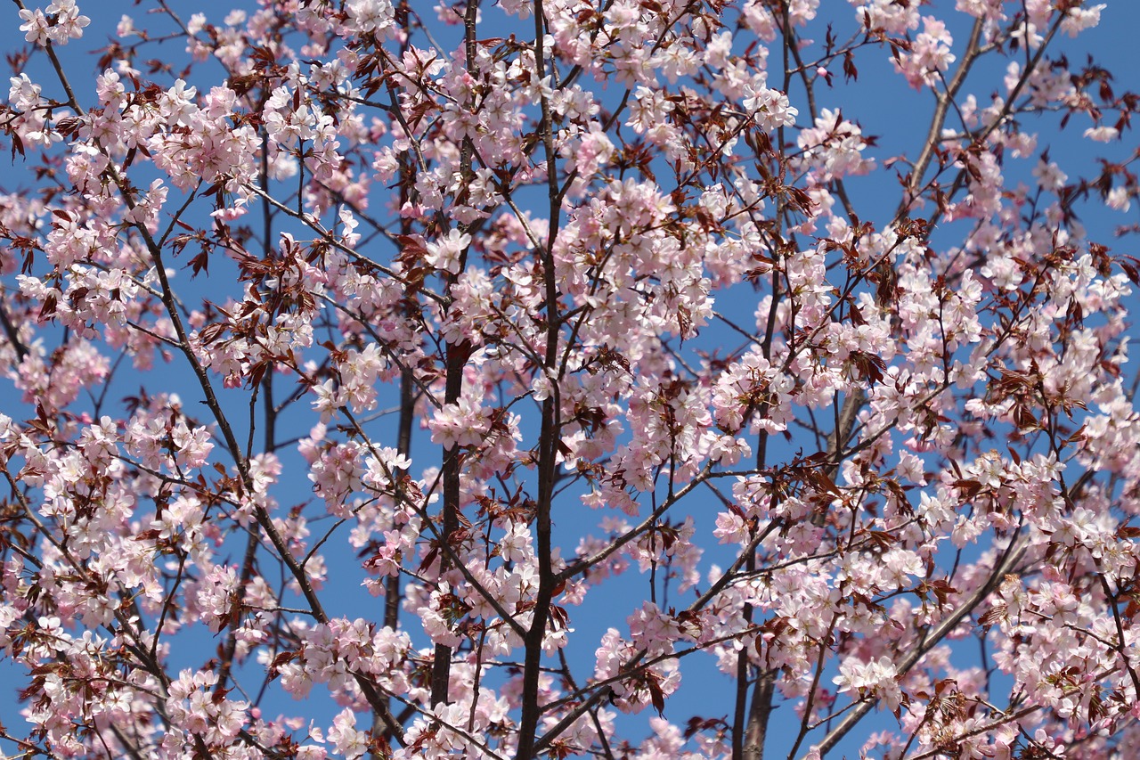 sakura  bloom  spring free photo