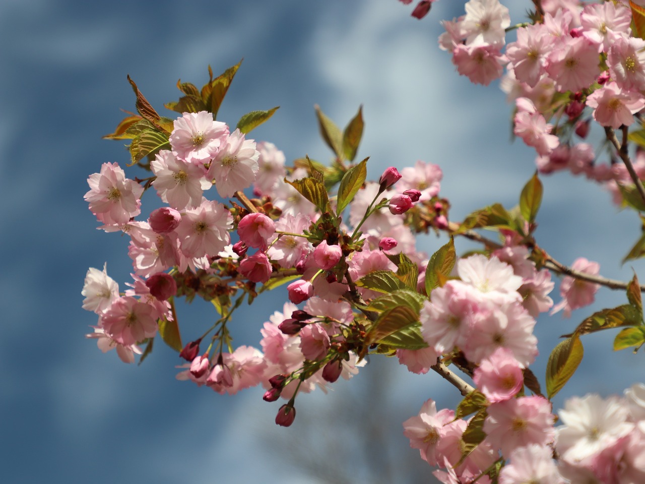 sakura  spring  bloom free photo