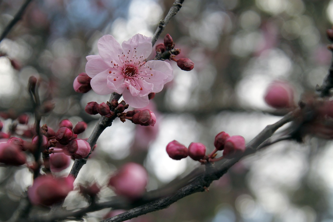 sakura cherry blossom japanese cherry trees free photo