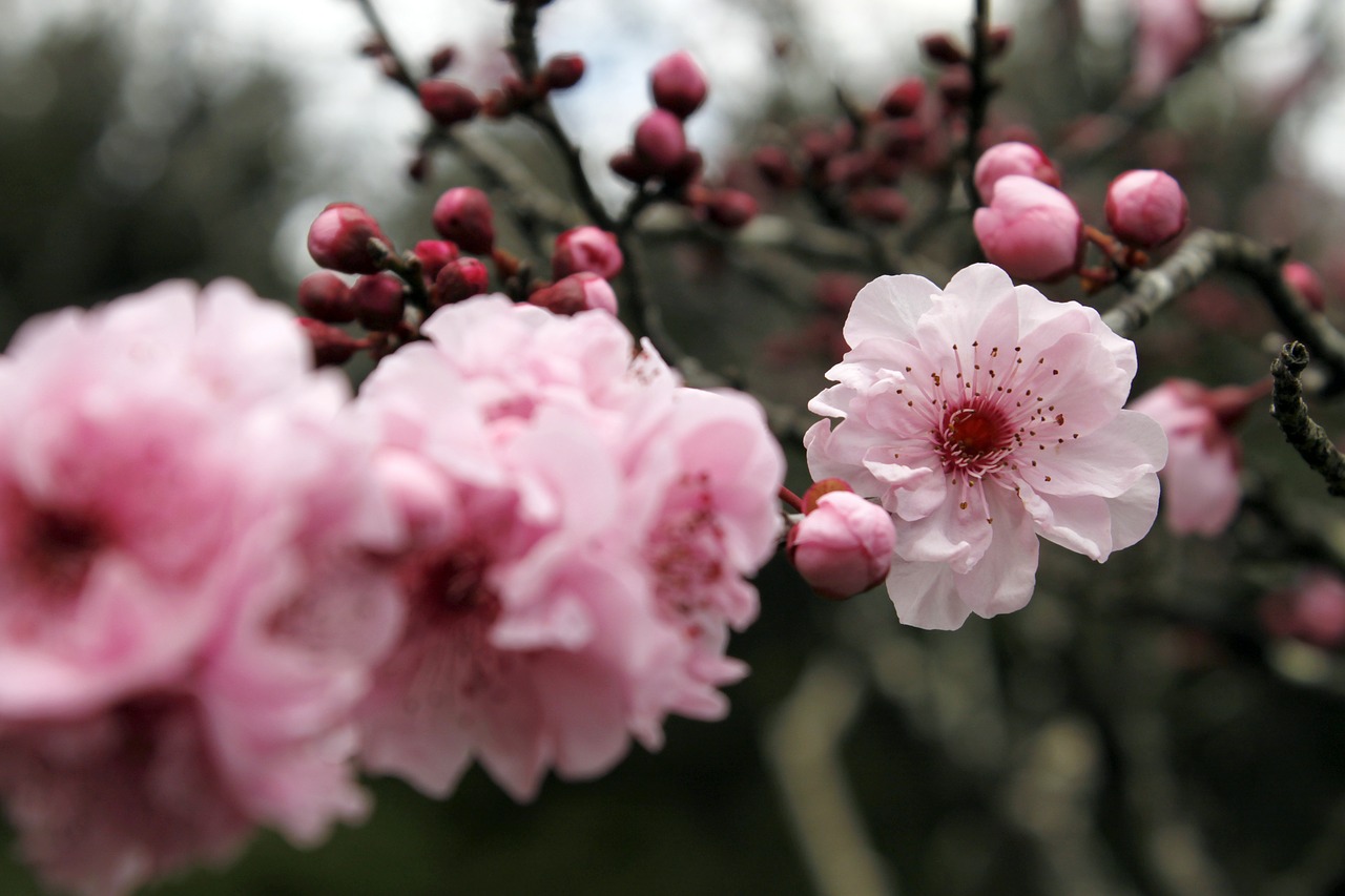 sakura cherry blossom japanese cherry trees free photo