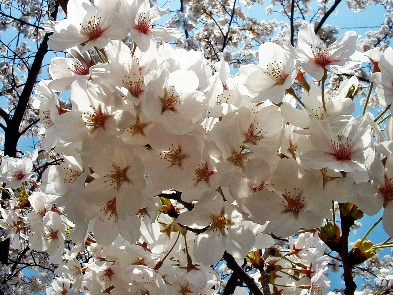 sakura flowers cherry free photo